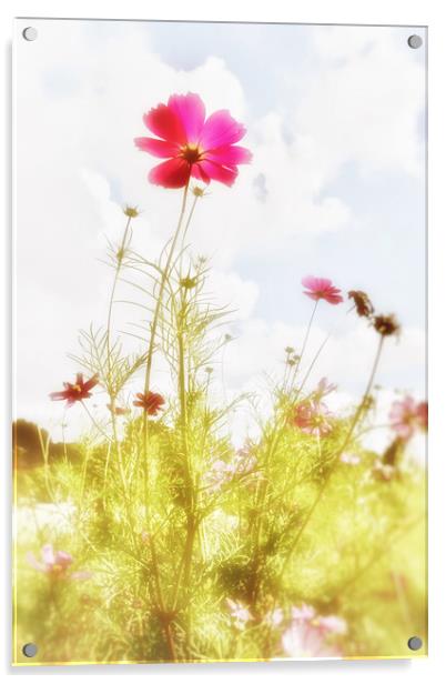 Dreamy Flowers Acrylic by Scott Anderson