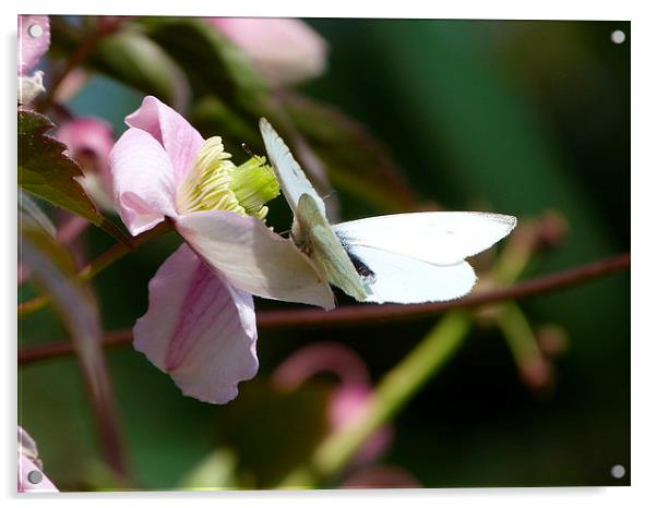 Butterfly on Clematis Montana Acrylic by Stephen Cocking