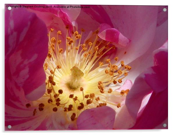  Rosa Versicolor - Classic Shrub Rose Acrylic by Stephen Cocking