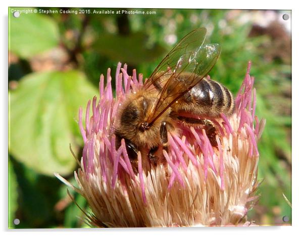  Honey Bee on Cirsium Acrylic by Stephen Cocking