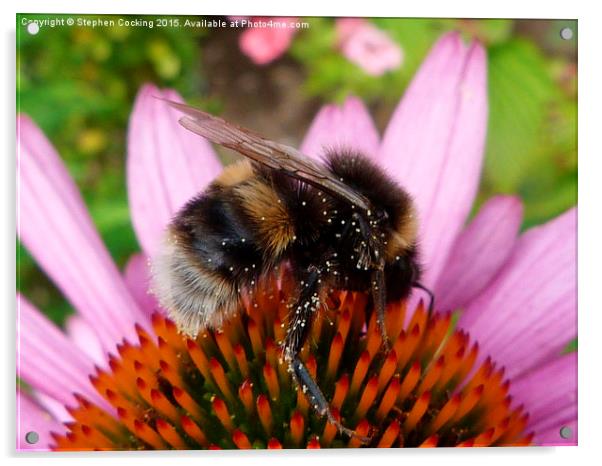  Bumble Bee on Echinacea Flower Acrylic by Stephen Cocking