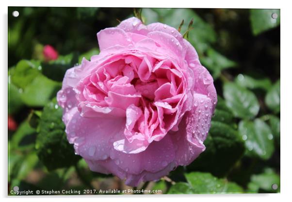 Mary Rose - Shrub rose Acrylic by Stephen Cocking