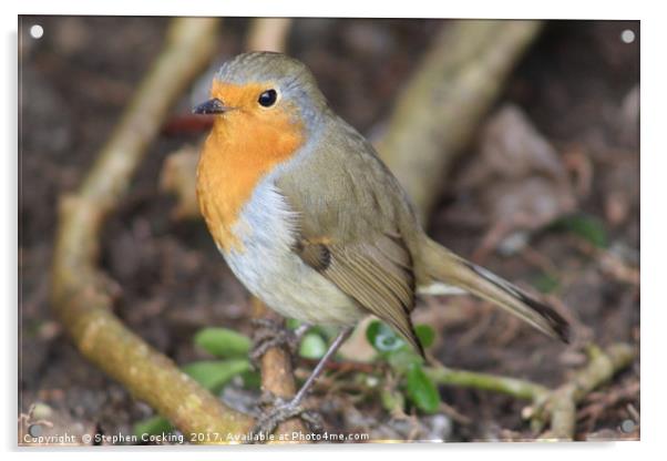 Robin - Standing on Branch Acrylic by Stephen Cocking