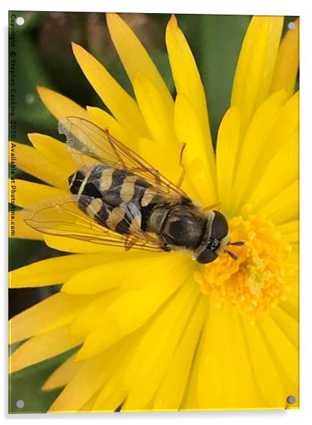 Hoverfly on flower  Acrylic by Stephen Cocking