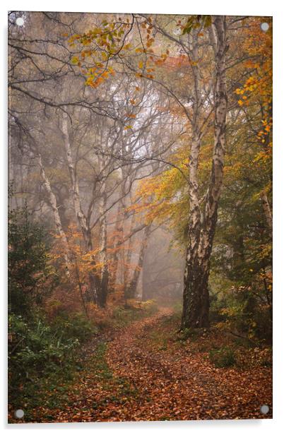 Autumn woodland Acrylic by Dan Ward