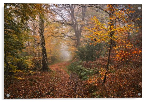 Autumn woodland Acrylic by Dan Ward