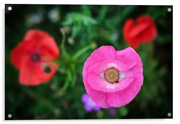 Pink Poppy Acrylic by Dan Ward