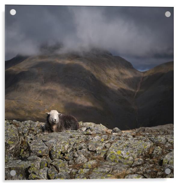 Herdy on a mountain Acrylic by Dan Ward