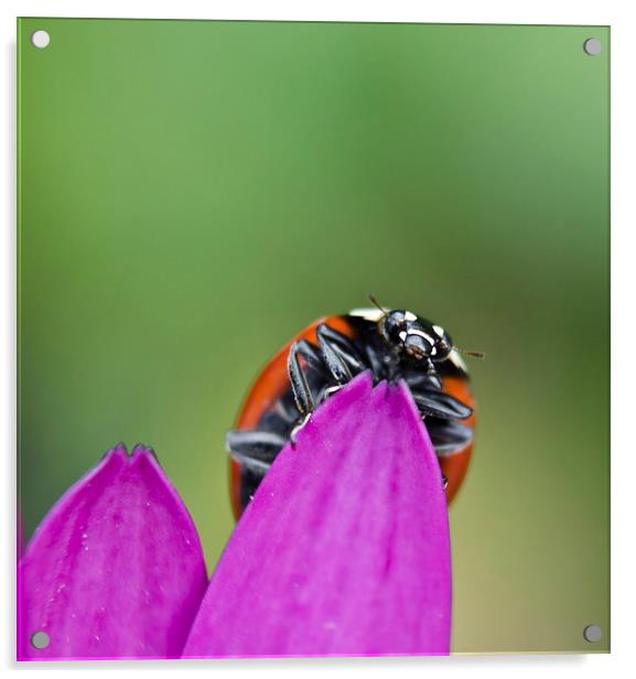 Ladybird on flower Acrylic by Dan Ward