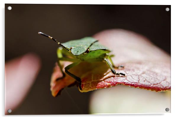 Green Shield bug macro Acrylic by Dan Ward