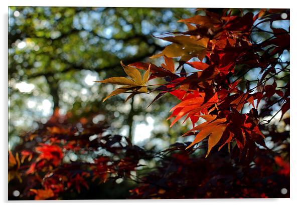 Autumn leaves Acrylic by Dan Ward