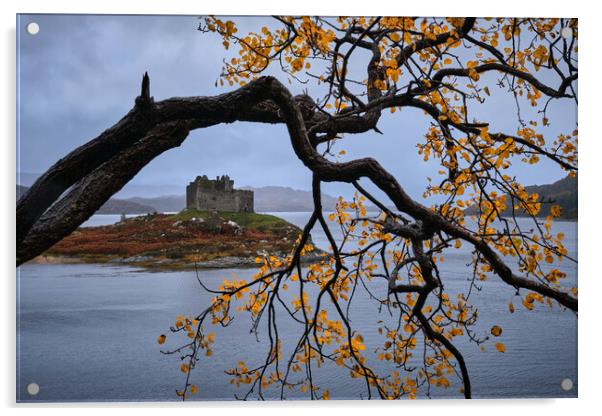 Autumn colours at castle Tioram, West Scotland Acrylic by Dan Ward