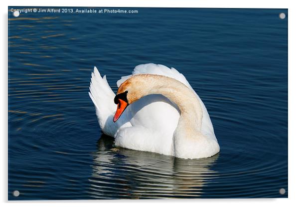 Mute Swan Acrylic by Jim Alford