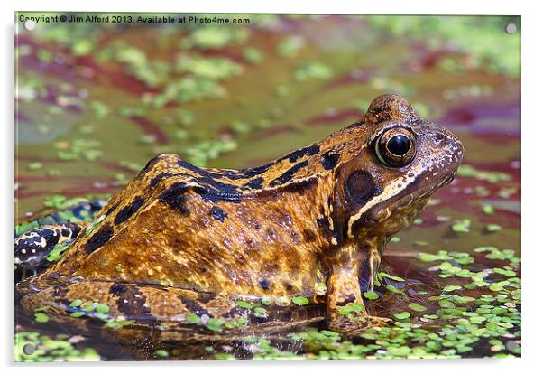 Common Frog Acrylic by Jim Alford