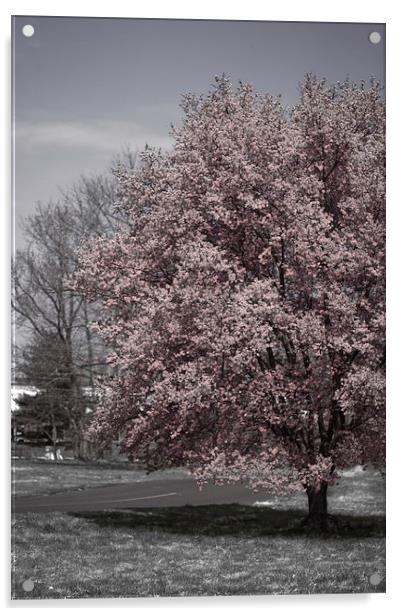 Tree in Bloom Acrylic by Tom and Dawn Gari