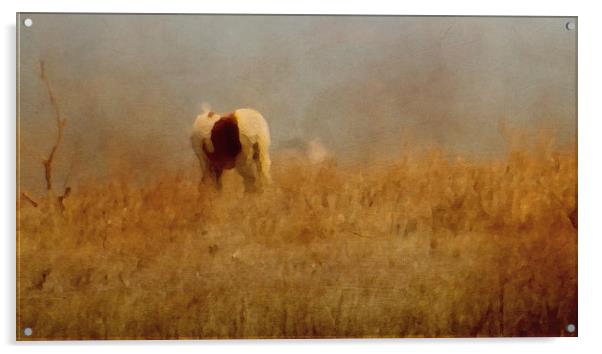  Assateague Pony Acrylic by Tom and Dawn Gari