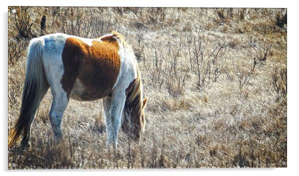  Wild Horse Panoramic Acrylic by Tom and Dawn Gari