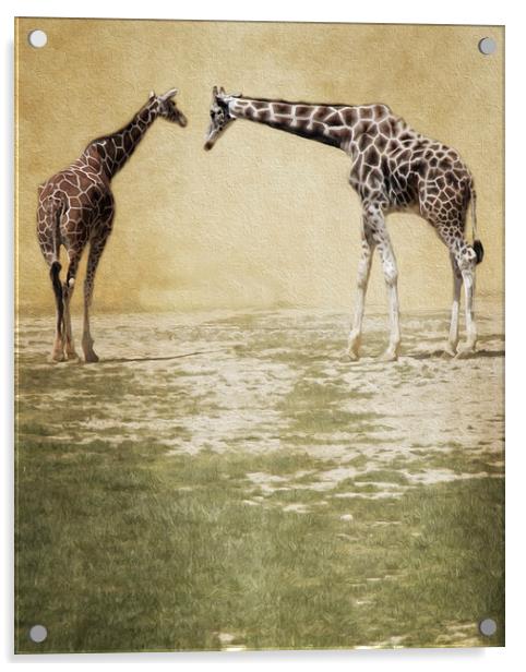  Giraffes Acrylic by Tom and Dawn Gari