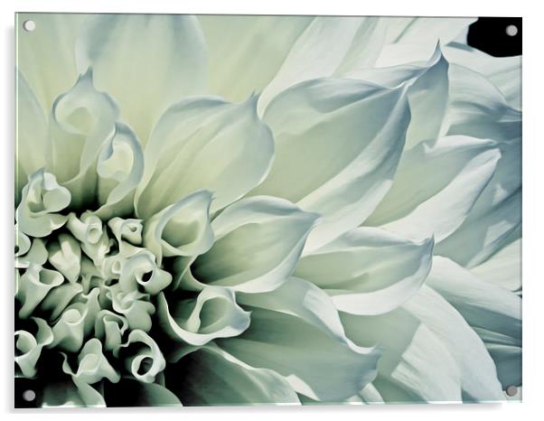  White Dahlia Acrylic by Tom and Dawn Gari