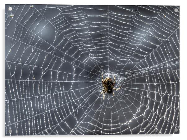 Tangled Web Weaved Acrylic by Gurinder Punn