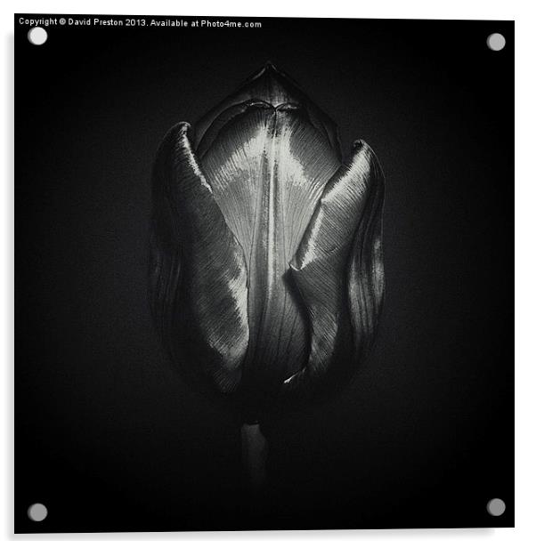 Black Tulip Acrylic by David Preston