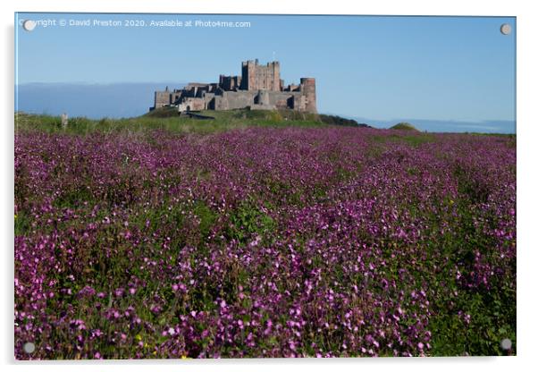 Bamburgh castle in a sea of purple blooms Acrylic by David Preston