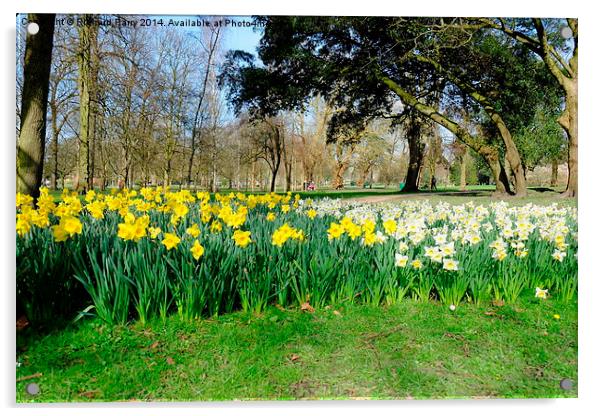 Daffodils in Bute Park Acrylic by Richard Parry