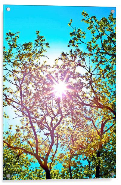 lucidimages-sun-tree-overhead-sky Acrylic by Raymond  Morrison