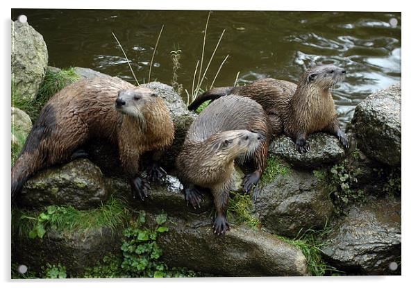 JST2619 A Trio of Otters Acrylic by Jim Tampin