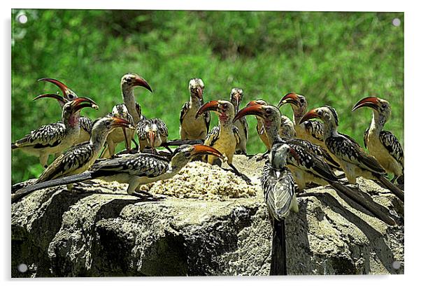 JST2682 Red Billed Hornbills at lunch Acrylic by Jim Tampin