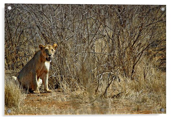 JST2686 Lioness, Tsavo West Acrylic by Jim Tampin