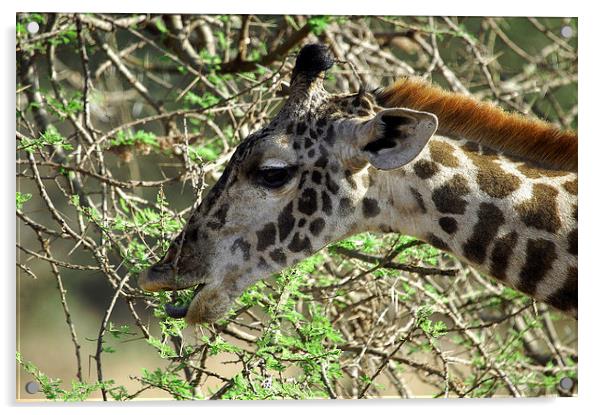 JST2695 Masai Giraffe, Tsavo West Acrylic by Jim Tampin