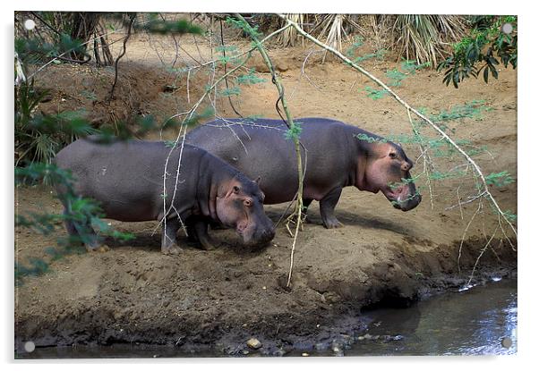 JSTJST2700 Hippopotamus by the river Tsavo Acrylic by Jim Tampin