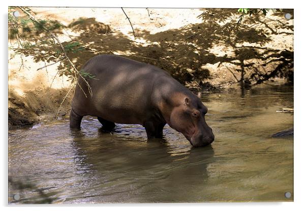 JST2701 Hippo in the River Tsavo Acrylic by Jim Tampin