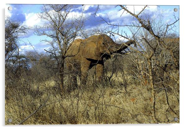 JST2715 African Bull Elephant Acrylic by Jim Tampin