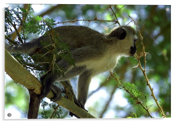 JST2721 Black faced Vervet Monkey Acrylic by Jim Tampin