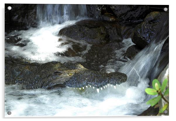 JST2723 crocodile fishing Acrylic by Jim Tampin
