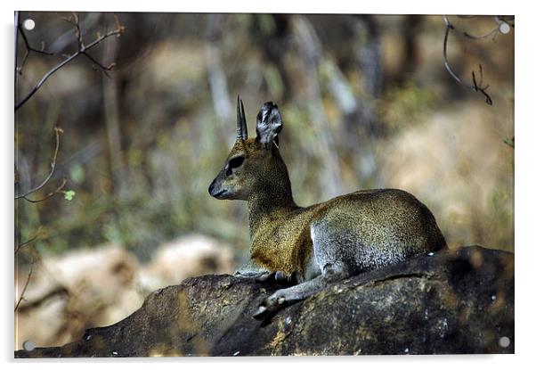 JST2730 Klipspringer, Tsavo West Acrylic by Jim Tampin