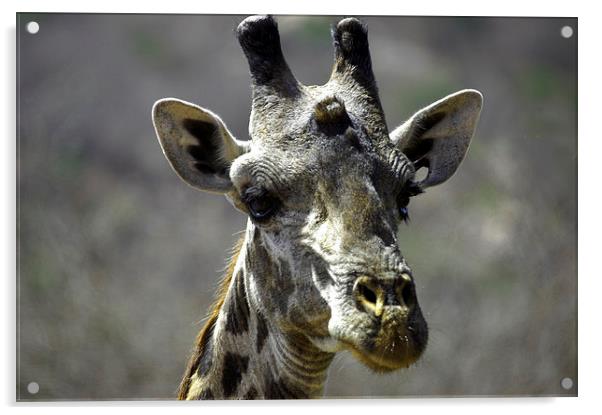 JTS2732 Masai Giraffe, Tsavo West Acrylic by Jim Tampin
