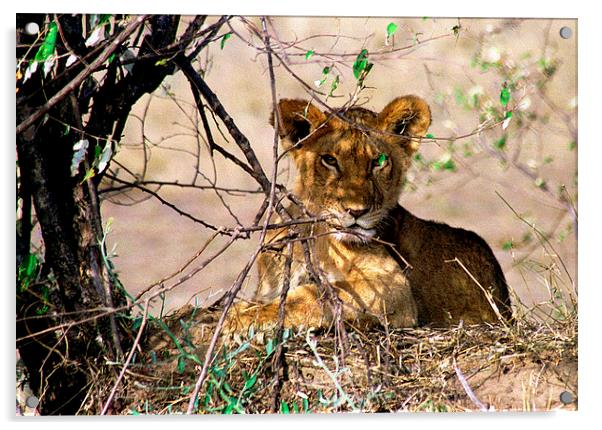 JST2761 Young Lion cub Acrylic by Jim Tampin