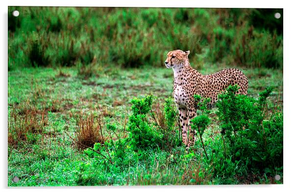 JST2812 early morning cheetah Acrylic by Jim Tampin