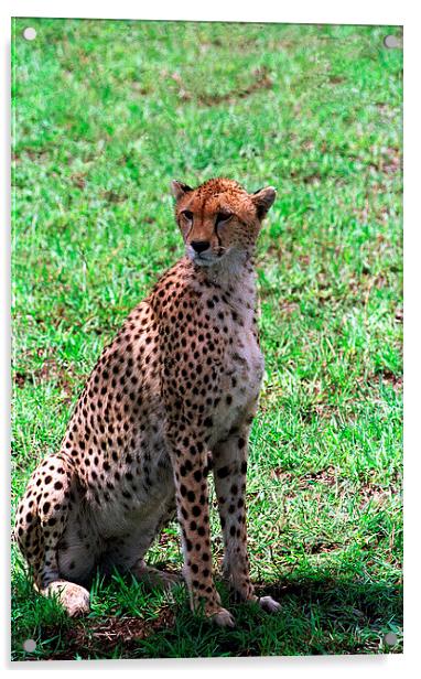 JST2811 Cheetah finding shade Acrylic by Jim Tampin