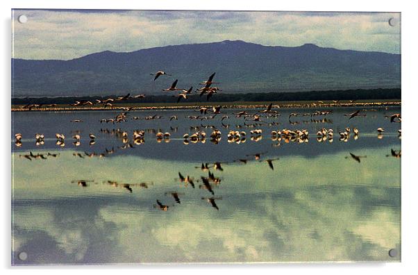 JST2804 Lesser Flamingoes Acrylic by Jim Tampin