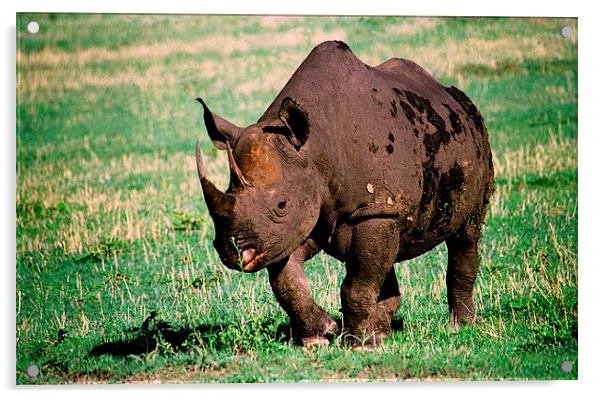 JST2799 Black Rhino ENDANGERED Acrylic by Jim Tampin