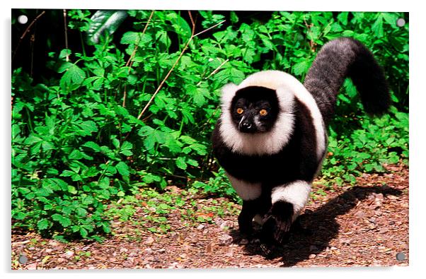 JST2796 Lemur Black & white Ruffed Acrylic by Jim Tampin