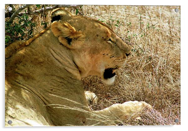 JST2847 Lioness, Tsavo West Acrylic by Jim Tampin