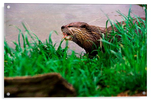 JST2832 Asian otter Acrylic by Jim Tampin