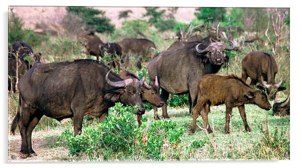 JST2902 Buffalo herd Masai Mara Acrylic by Jim Tampin