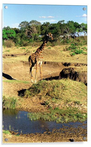 JST2886 Masai Giraffe Acrylic by Jim Tampin