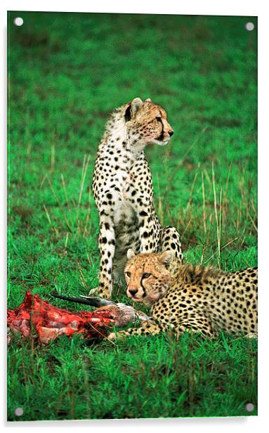 JST2868 Cheetah with kill Acrylic by Jim Tampin